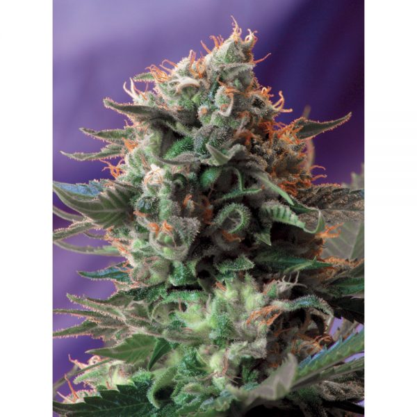 Sweet_Seeds_Jack_47_Fast-BSW.052