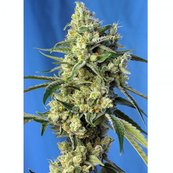 Sweet_Seeds_SWEET_AMNESIA_HAZE_BSW.074_ahy9-d3