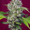 Sweet_Seeds_San_Fernando_Lemon_Kush_BSW.062-3F