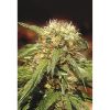Sweet_Seeds_Sweet_Tai_BSW.002