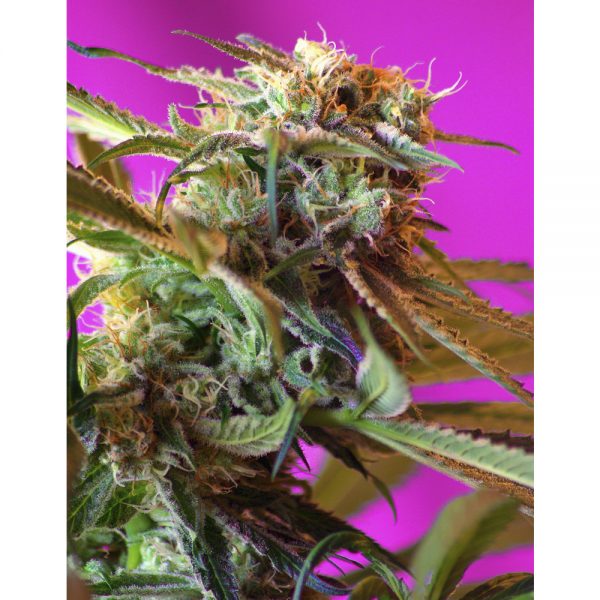 Sweet_Seeds_Wild__Rose_BSW.036