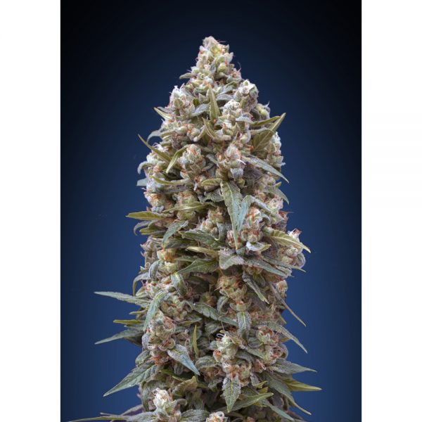 00Seeds_00Kush_5F_BOS.007-5F