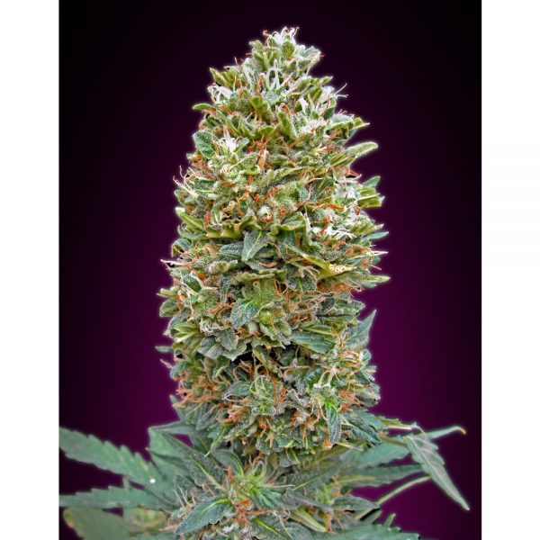 00Seeds_Auto_Bubble_Gum_5AU_BOS.001-5AU