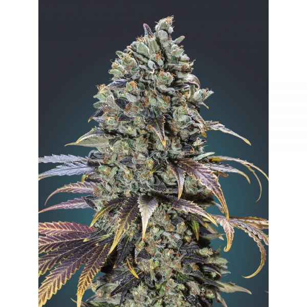 00Seeds_Chocolate_Cream_5F_BOS.015-5F