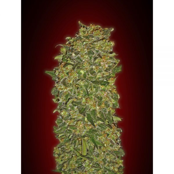 00Seeds_Chocolate_Kush_5F_BOS.006-5F