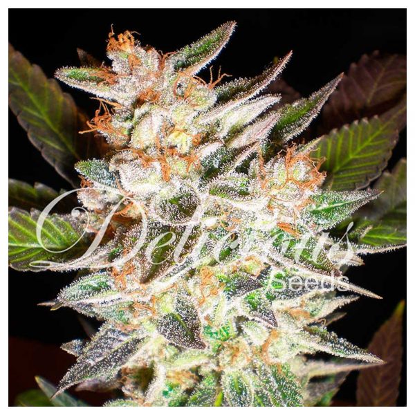 Delicious_Delicious_candy_Auto_BDL.030_tbh5-lj