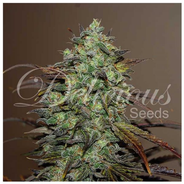 Delicious_Eleven_Roses_fem_BDL.037_zhj7-16