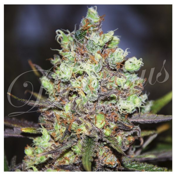 Delicious_Seeds_Cotton_Candy_BDL.013_ilzx-nw