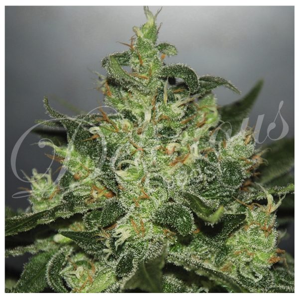 Delicious_Seeds_Critical_x_Jack_Herer_Auto_BDL.001_kwpa-5m