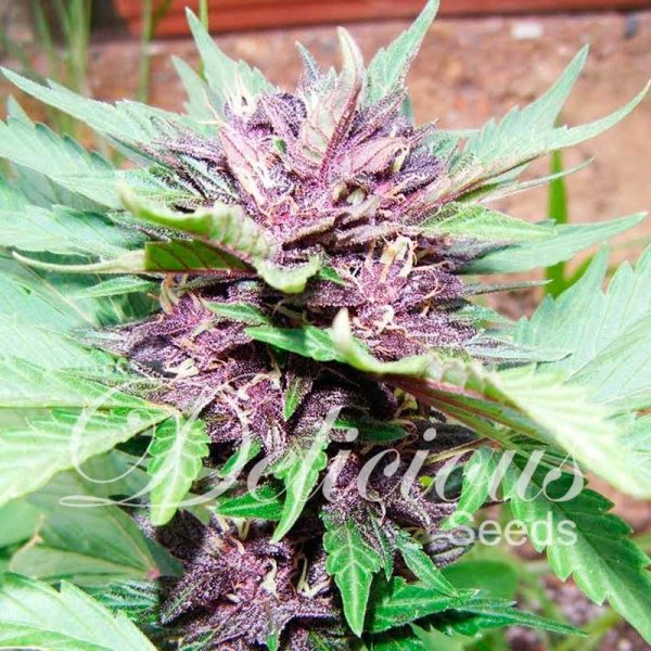 Delicious_Seeds_Dark_Purple_Auto_BDL.029