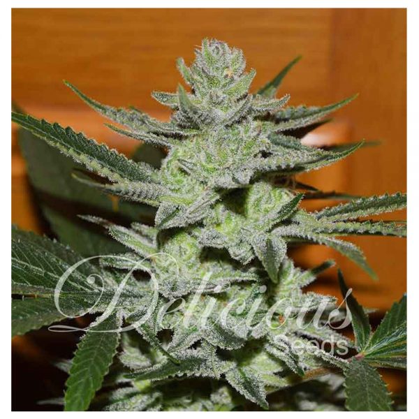 Delicious_Seeds_Desconocida_Kush_BDL.027