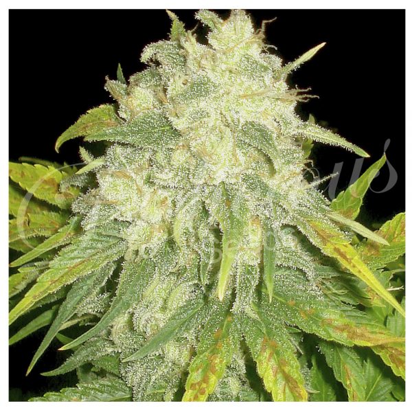 Delicious_Seeds_Il__Diavolo_BDL.008