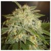 Delicious_Seeds_La_Bella_Afrodita_BDL.004