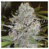 Delicious_Seeds_La_Diva_BDL.007