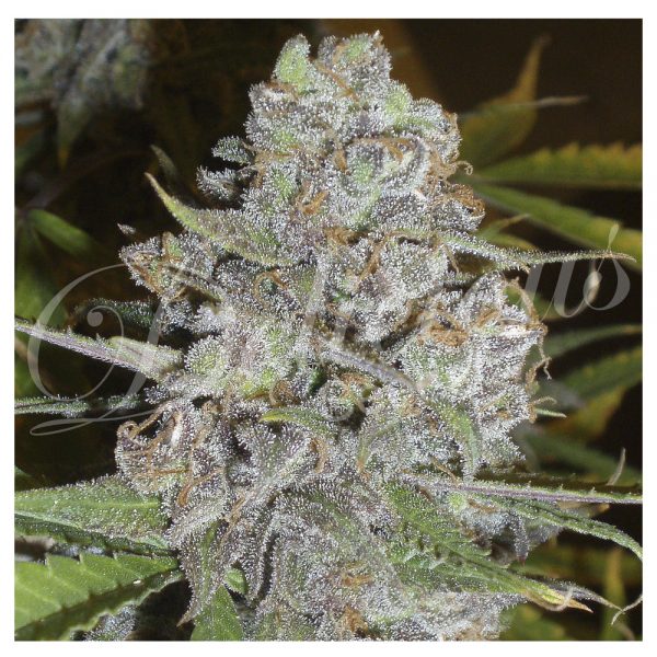 Delicious_Seeds_La_Diva_BDL.007