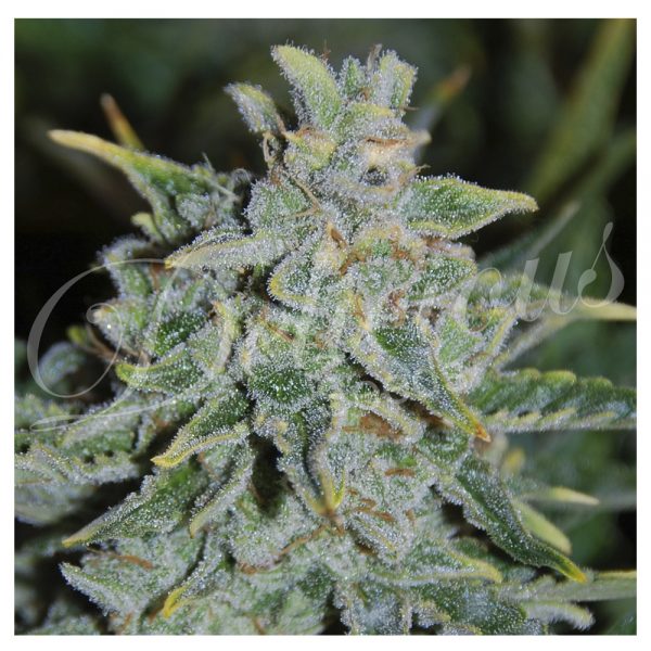 Delicious_Seeds_Northern_Light_Blue_Auto_BDL.016 (1)