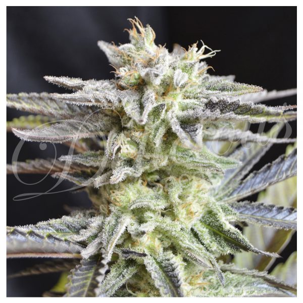 Delicious_Seeds_Sugar_Black_Rose_Auto_BDL.019_3tb3-7h