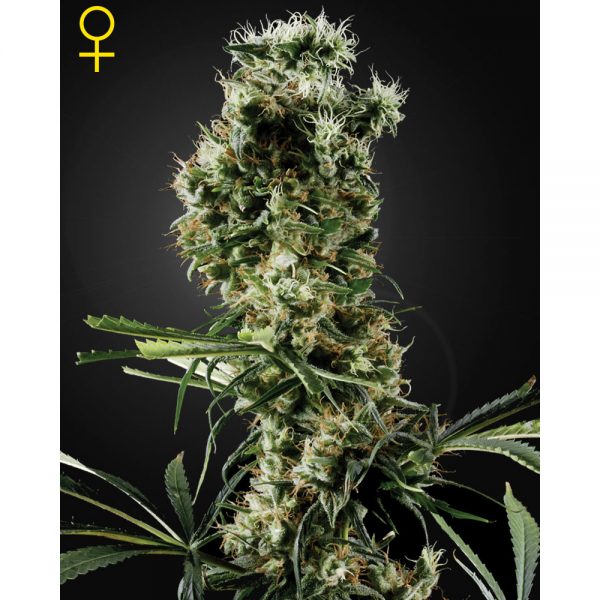 Created with GIMP