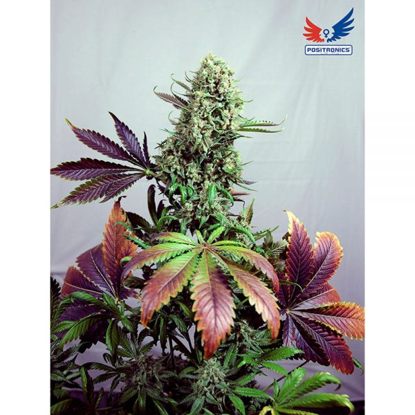 Positronics_Purple_Haze1_BPO.006
