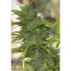 Cannabiogen_Seeds_Auto_CBG_BCB.019-F