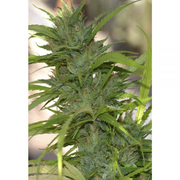 Cannabiogen_Seeds_Auto_CBG_BCB.019-F