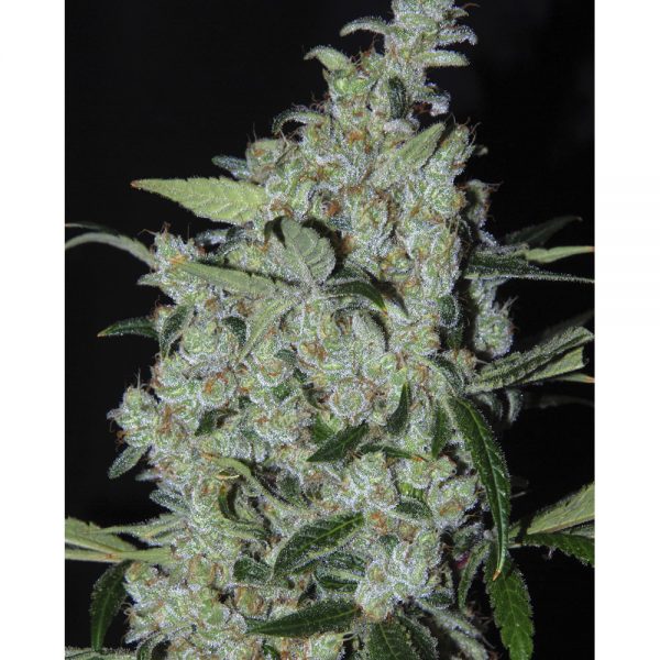 Cannabiogen_Seeds_Mexican_Purple_BCB.009-5F