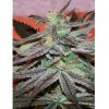 Cannabiogen_Seeds_Panama_DC_Fem_BCB.017-F