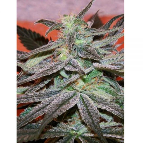 Cannabiogen_Seeds_Panama_DC_Fem_BCB.017-F