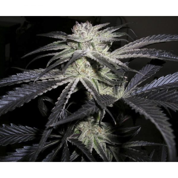 Cannabiogen_Seeds_Peyote_Purple_Fem_BCB.021_n6gs-1b