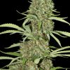 jamaican dream eva seeds