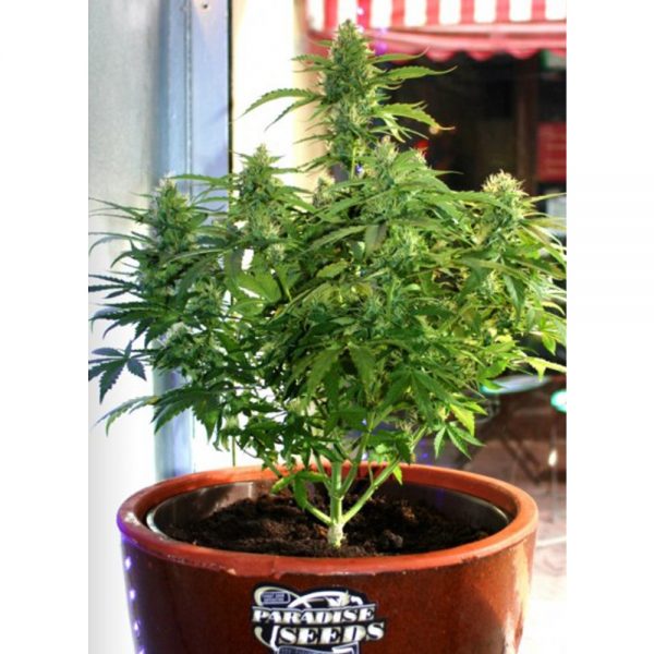 Paradise_Seeds_Auto_Acid_BPS.028