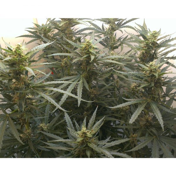 Paradise_Seeds_Auto_Jack_BPS.040