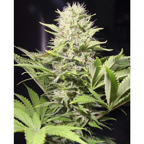 Paradise_Seeds_Auto_Wapa_BPS.021