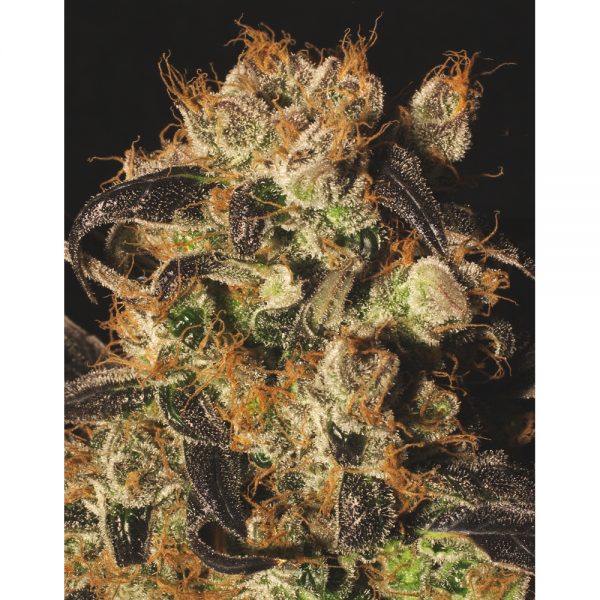 Paradise_Seeds_Auto_White_Berry_BPS.024