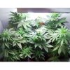 Paradise_Seeds_Vertigo_BPS.031