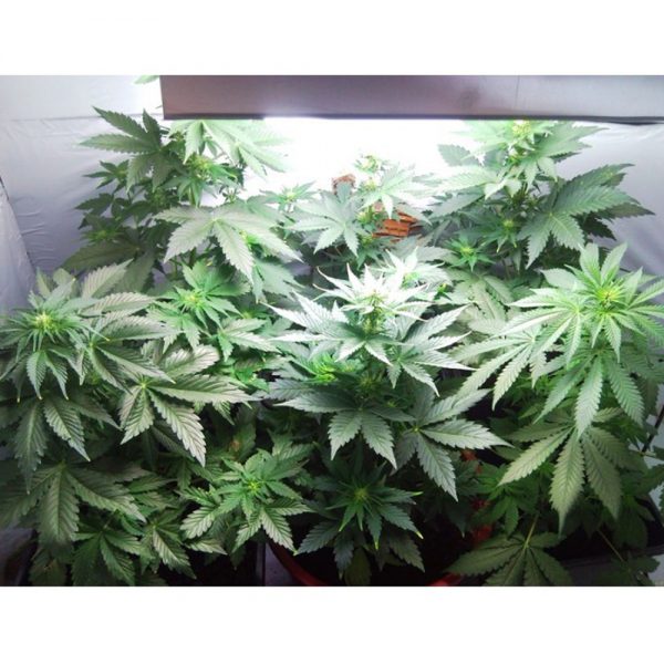 Paradise_Seeds_Vertigo_BPS.031