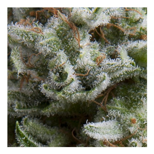 Pyramid_Seeds_Auto_Anesthesia_BPY.028