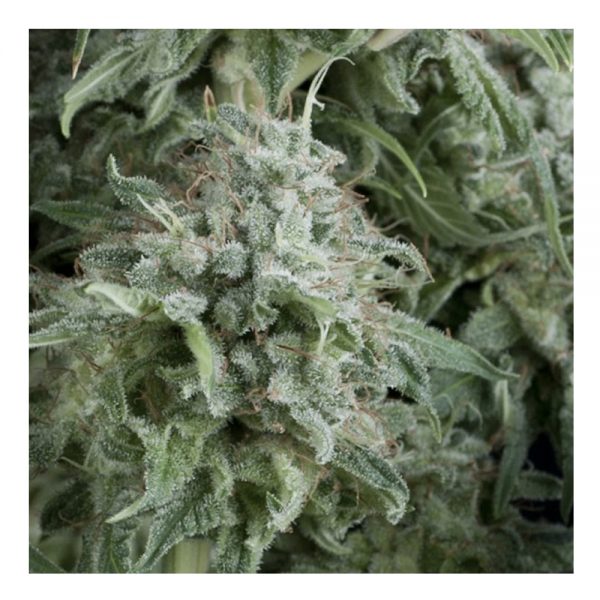 Pyramid_Seeds_Auto_Anubis_BPY.034