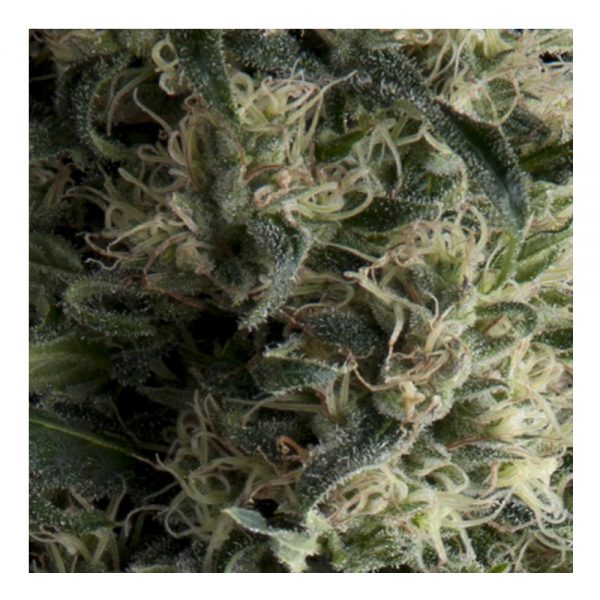 Pyramid_Seeds_Auto_Galaxy_BPY.027
