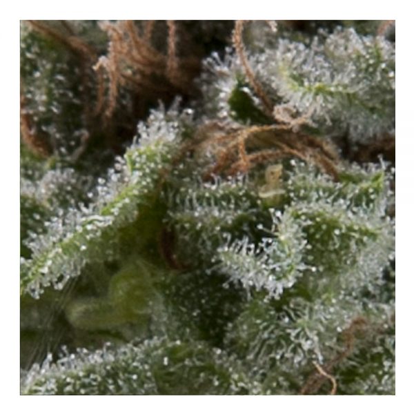 Pyramid_Seeds_Auto_Lennon_BPY.024