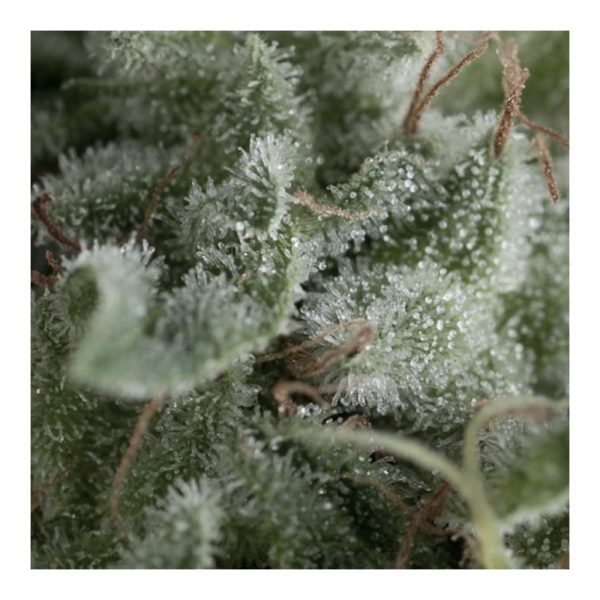 Pyramid_Seeds_Auto_Nefertiti_BPY.022