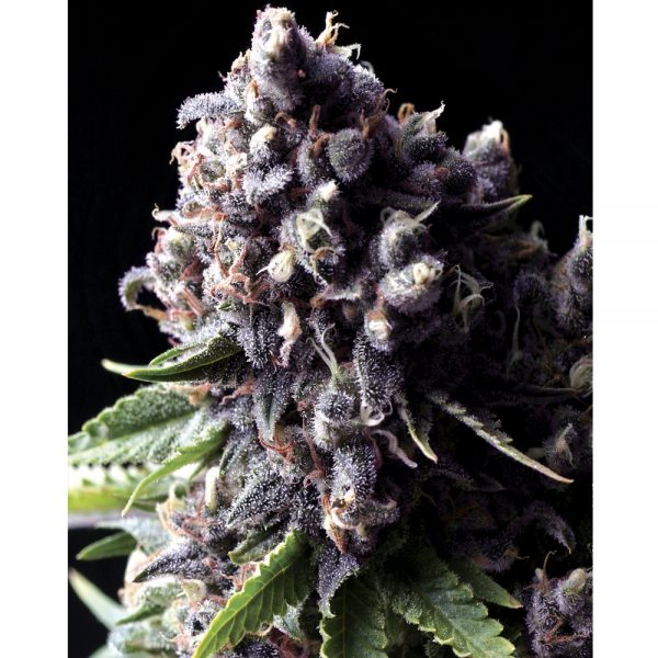Pyramid_Seeds_Auto_Purple_BPY.018