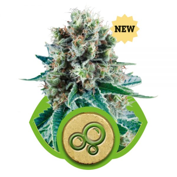 Royal_Queen_Seeds_Bubble_Kush_Auto_BRQ.049