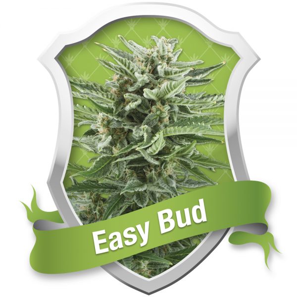Royal_Queen_Seeds_Easy_Bud_BRQ.022
