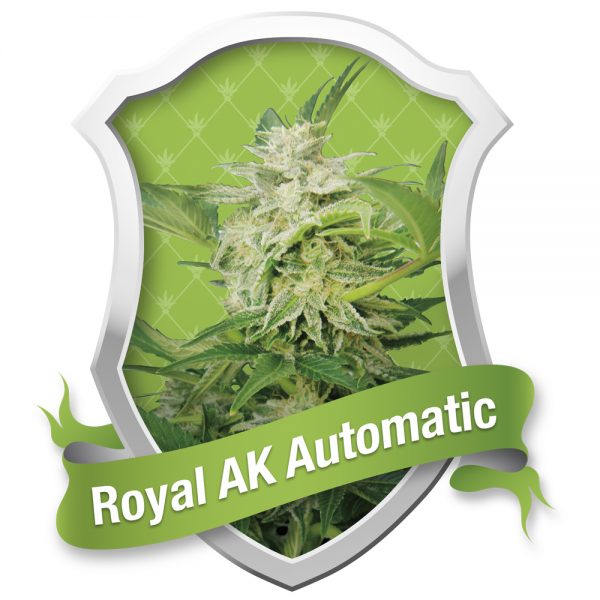 Royal_Queen_Seeds_Royal_AK_Auto_BRQ.028