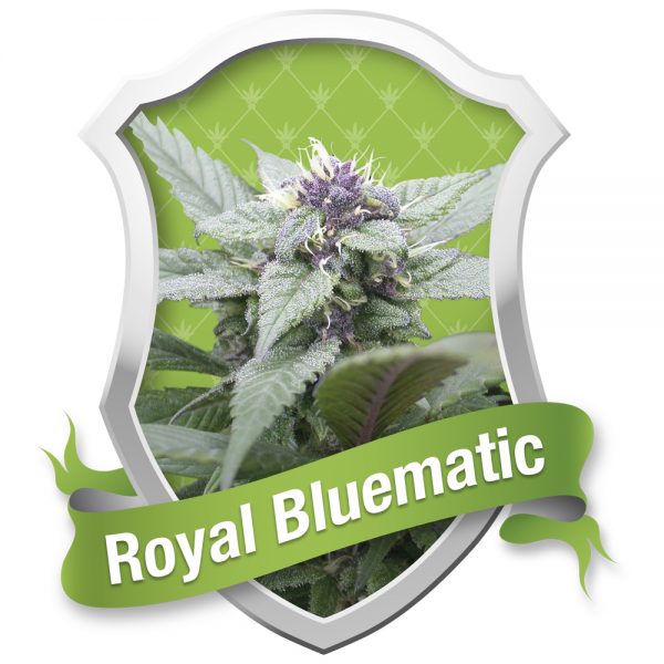Royal_Queen_Seeds_Royal_Bluematic_BRQ.029