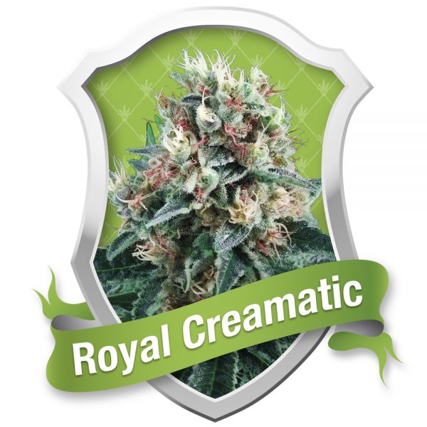 Royal_Queen_Seeds_Royal_Creamatic_BRQ.030