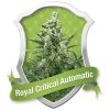 Royal_Queen_Seeds_Royal_Critical_Auto_BRQ.025