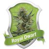 Royal_Queen_Seeds_Royal_Dwarf_BRQ.021