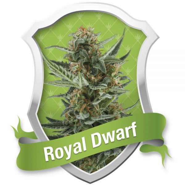 Royal_Queen_Seeds_Royal_Dwarf_BRQ.021